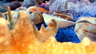 Renkli kumda kurumuş deniz kabukları. 