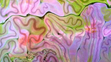 Soyut Renkli Mürekkep Yayma Sanatı