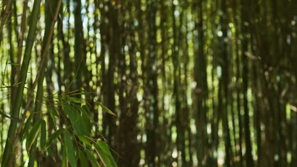 Bambu Träd Naturen — Stockvideo
