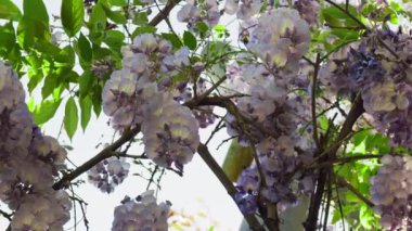 Doğada Güzel Bahar Çiçekleri