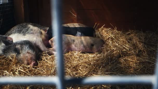 Madre Alimenta Lechones Granero — Vídeos de Stock