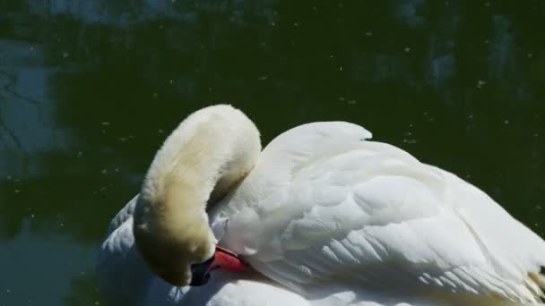 ホワイトスワン湖でその翼を掃除 — ストック動画