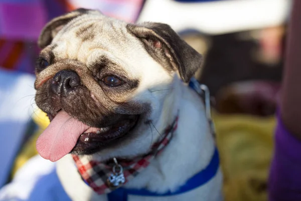 Sweet Mammal Animal Pet Dog Smiling — Stock Photo, Image