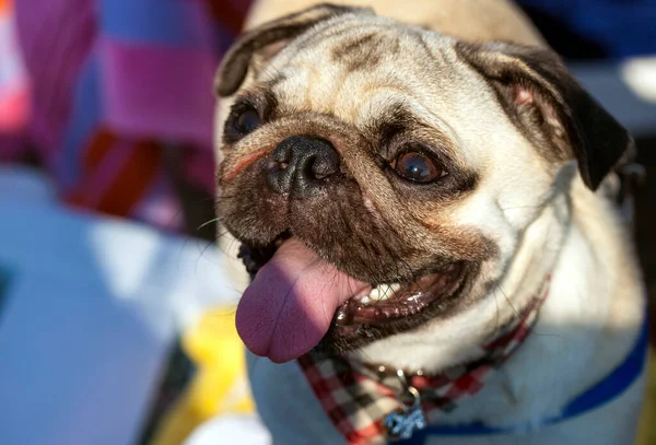 Sweet Mammal Animal Pet Dog Smiling — Stock Photo, Image