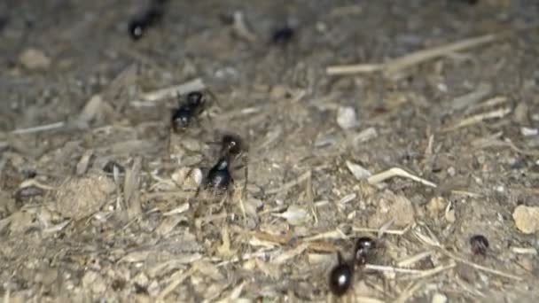 Insetos Animais Formigas Solo — Vídeo de Stock