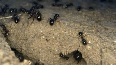 Topraktaki Hayvan Böcekleri Karıncalar