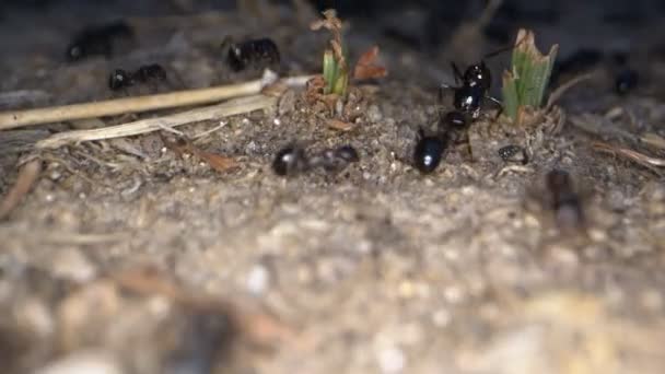 Mrówki Zwierząt Glebie — Wideo stockowe