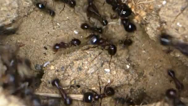 Insetos Animais Formigas Solo — Vídeo de Stock