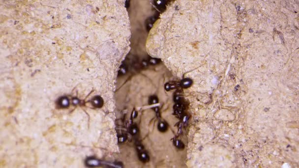 Zvířecí Hmyz Mravenci Půdě — Stock video