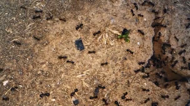 Topraktaki Hayvan Böcekleri Karıncalar — Stok video