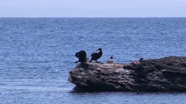 Cormoranes Aves Animales Las Rocas Del Mar — Vídeo de stock