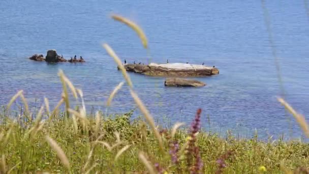 Бабаки Хижаки Скелях Морі — стокове відео