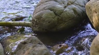 Vahşi Doğadaki Şelale 