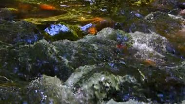 Vahşi Doğadaki Şelale