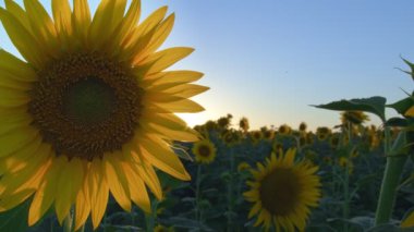 Yeşil Doğada Ayçiçekleri