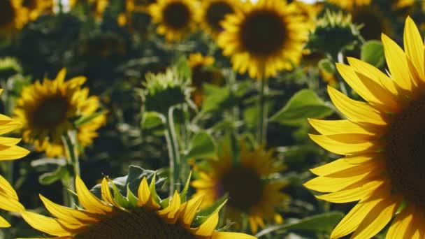 Sonnenblumen Grüner Natur — Stockvideo