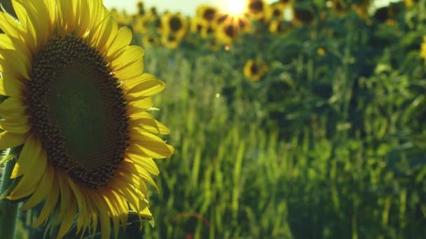 Соняшники Зеленій Природі — стокове відео