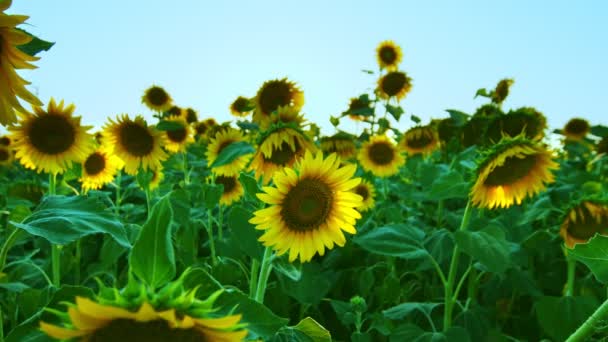 Соняшники Зеленій Природі — стокове відео