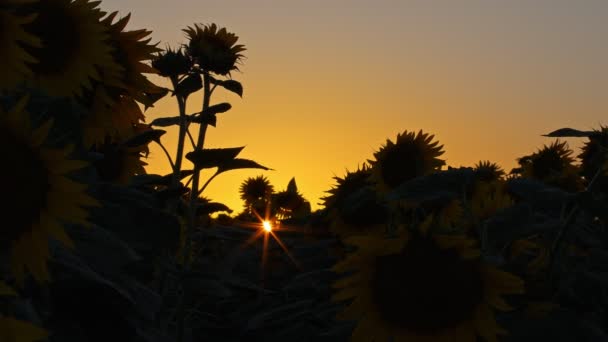 Girasoli Nella Natura Verde — Video Stock