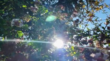 Renkli Sonbahar Çiçekleri ve Yaprakları