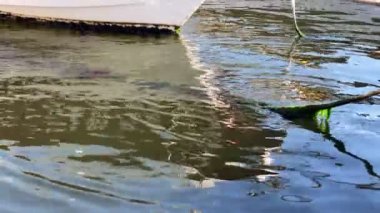 Yeşil Yosun kaplı tekne halatı. 