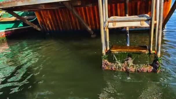 船用皮革在水里 — 图库视频影像