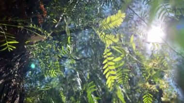 Ağaçta ve Güneş Işığında Yeşil Yapraklar 