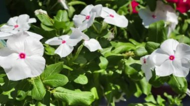 Doğada Çiçek ve Yapraklar 