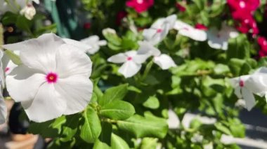 Doğada Çiçek ve Yapraklar 