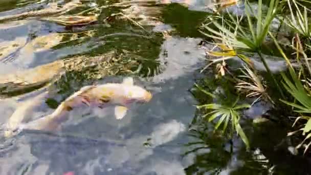 Peces Coloridos Lago Agua — Vídeo de stock