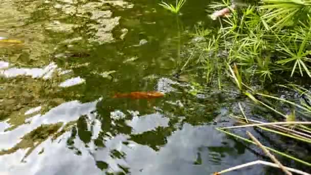 Красочные Рыбы Озере — стоковое видео