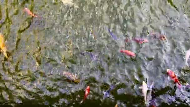 Peixes Coloridos Uma Água Lago — Vídeo de Stock