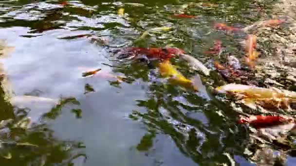 湖水中五彩斑斓的鱼 — 图库视频影像