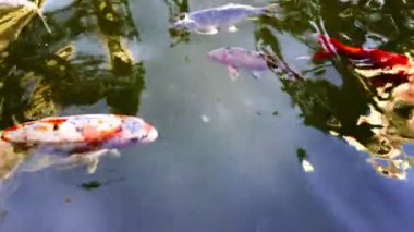 Göldeki Renkli Balıklar