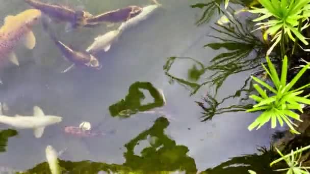 Красочные Рыбы Озере — стоковое видео
