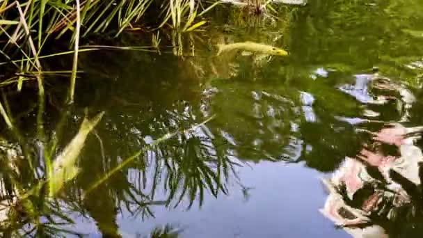 Peces Coloridos Lago Agua — Vídeo de stock