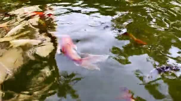 Peces Coloridos Lago Agua — Vídeo de stock