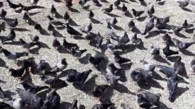 Zemindeki Hayvan Kuş Güvercinleri