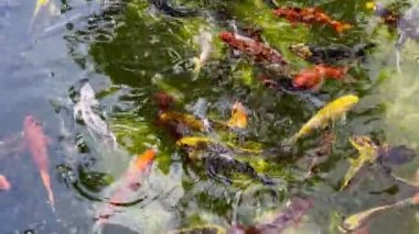 Yeşil Gölde Renkli Balıklar 