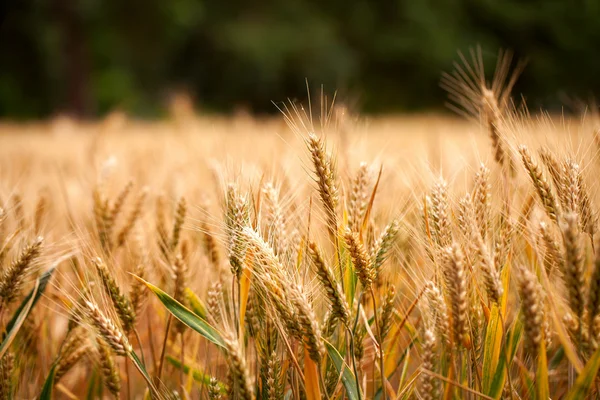 Spike Field — Stock Photo, Image