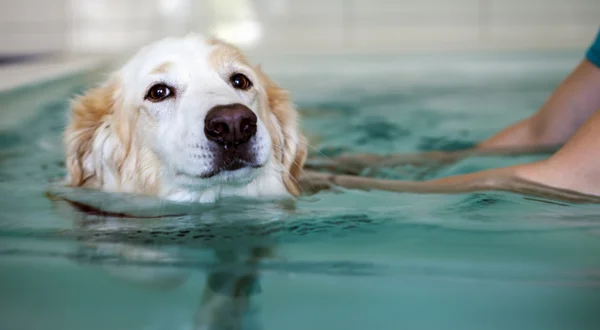 köpek yüzme havuzunda yüzüyor