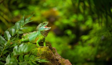 Iguana