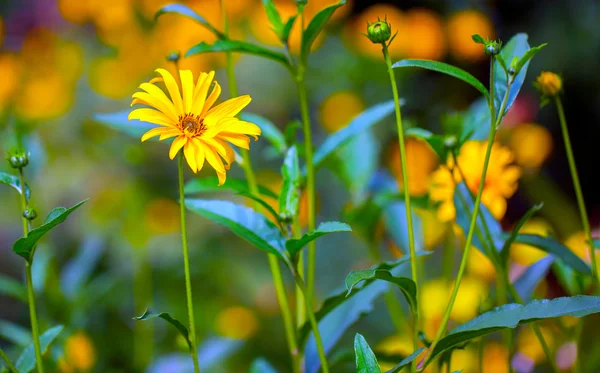 Flores de margarita — Foto de Stock