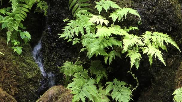 热带植物和瀑布 — 图库视频影像