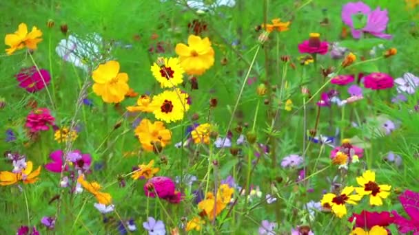 Красочные цветы — стоковое видео