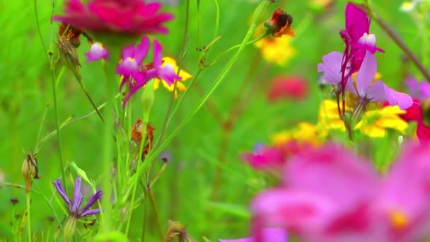 Flores coloridas — Vídeo de Stock
