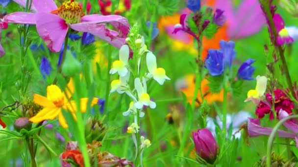 Flores de colores — Vídeos de Stock