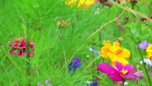 Kleurrijke bloemen — Stockvideo