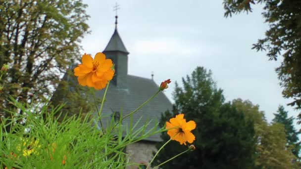 Gelbe Gänseblümchen und die Kirche — Stockvideo