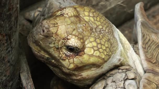 Die Schildkröte — Stockvideo